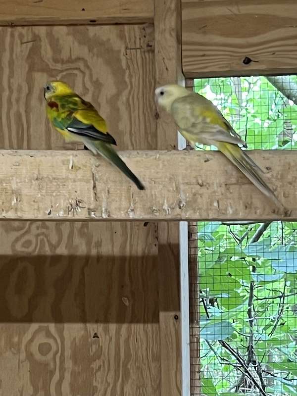 green-bonded-pair-fancy-bird-for-sale