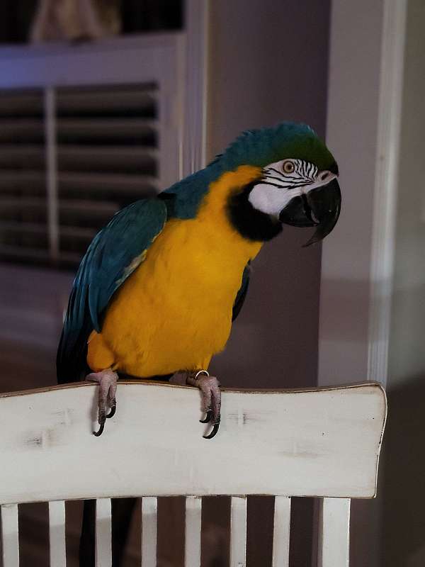 pet-talking-macaw-for-sale