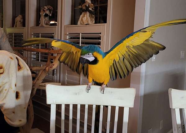 macaw-for-sale