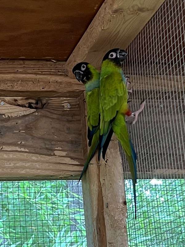nanday-conure-for-sale