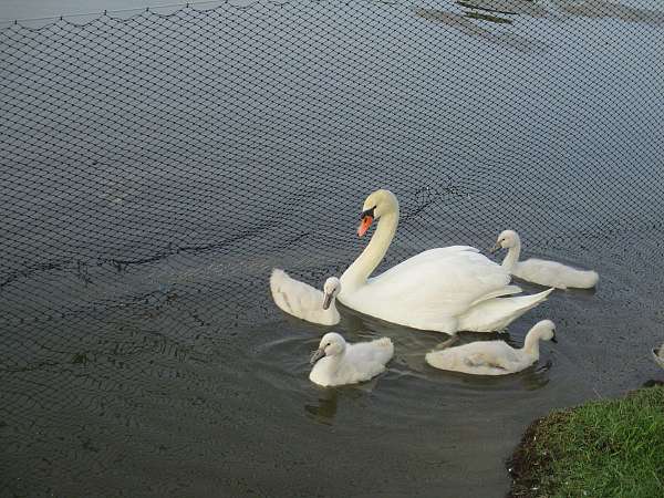 swan-for-sale