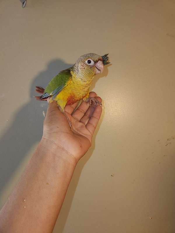 green-cheek-conure-for-sale