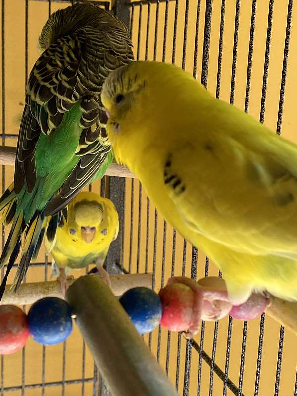 yellow-bird-for-sale-in-memphis-tn
