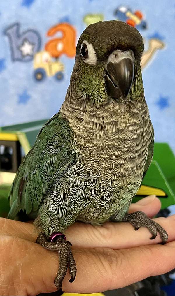 gold-green-playful-tame-bird-for-sale