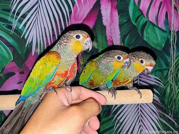 crimson-bellied-conure-for-sale-in-los-angeles-ca