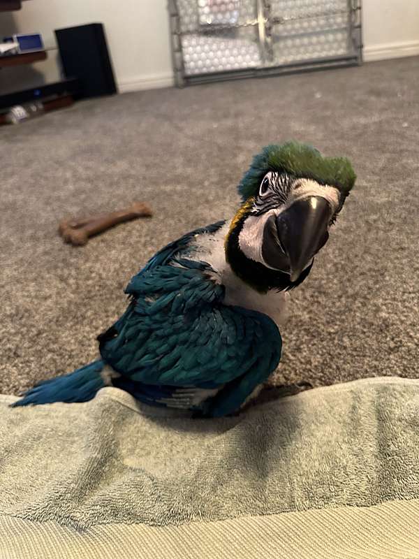 blue-gold-macaw-for-sale-in-layton-ut