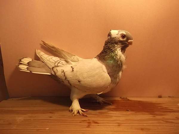 adult-silver-white-bird-for-sale