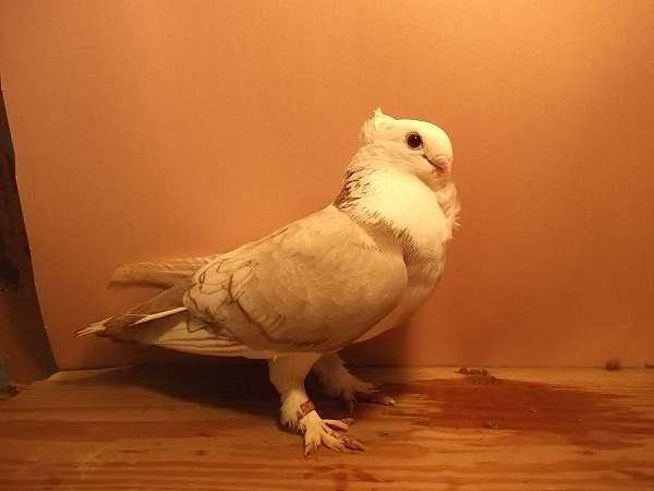 pied-silver-pigeon-for-sale