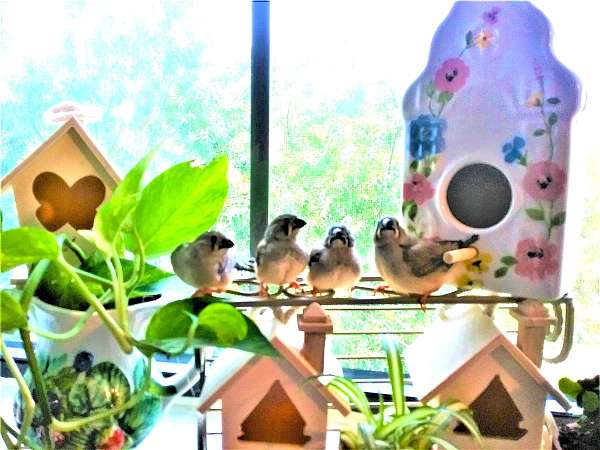 Smart Zebra finches
