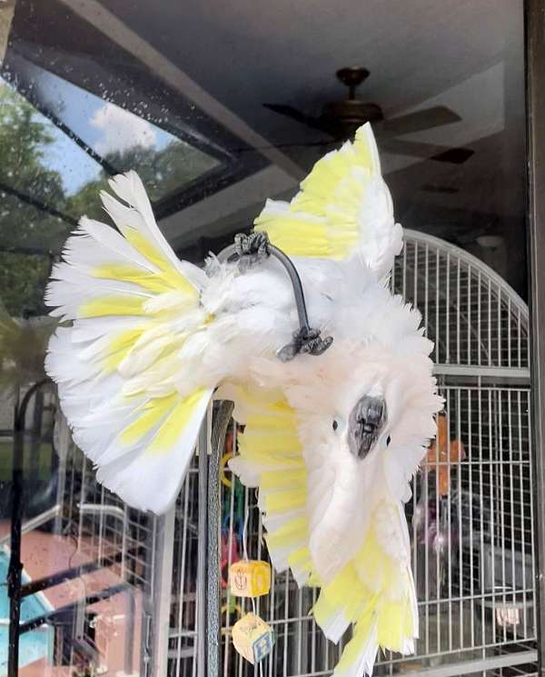 umbrella-cockatoo-for-sale-in-lutz-fl