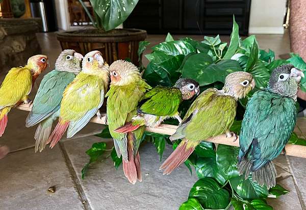 green-cheek-conure-for-sale