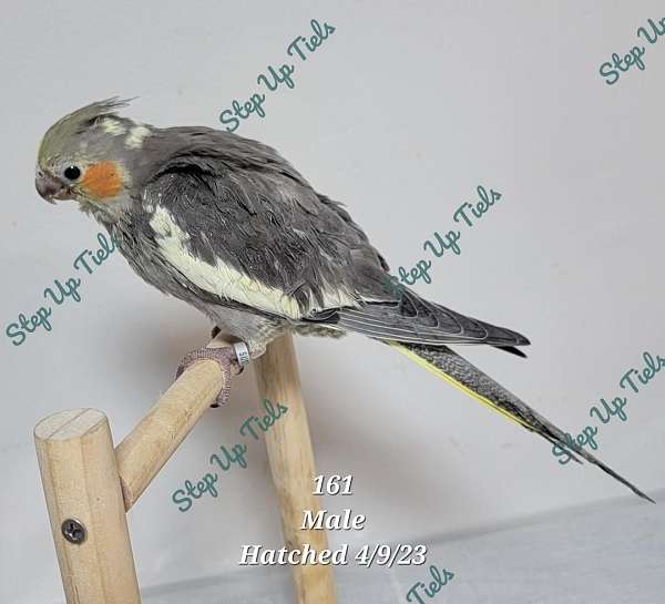 grey-pied-companion-handfed-bird-for-sale