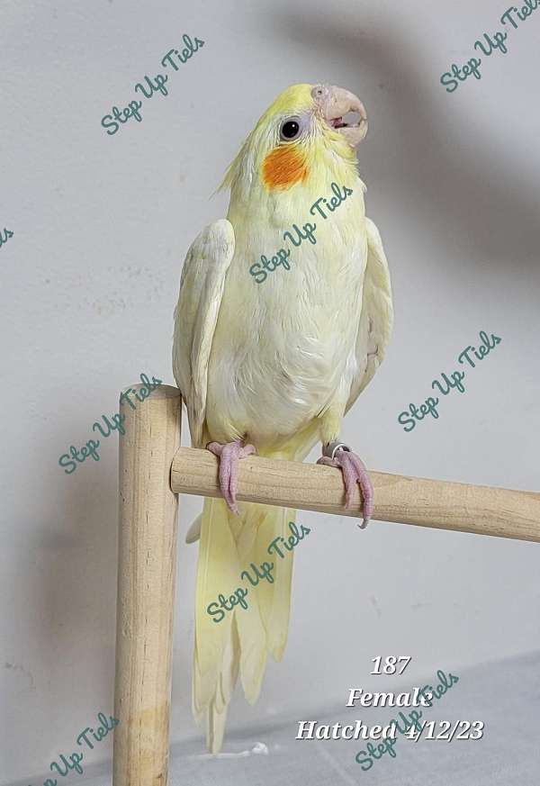 companion-handfed-bird-for-sale-in-pensacola-fl
