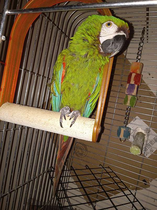 severe-macaw-for-sale-in-glenwood-in
