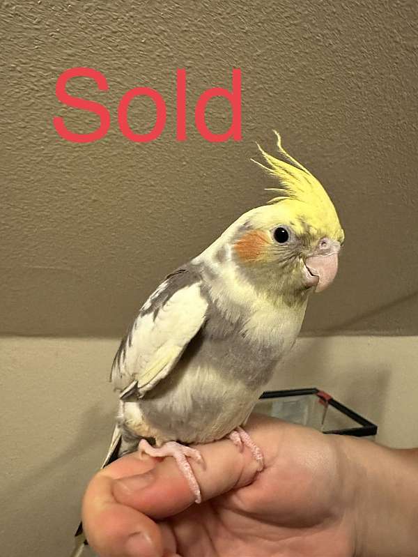 companion-bird-for-sale-in-keller-tx