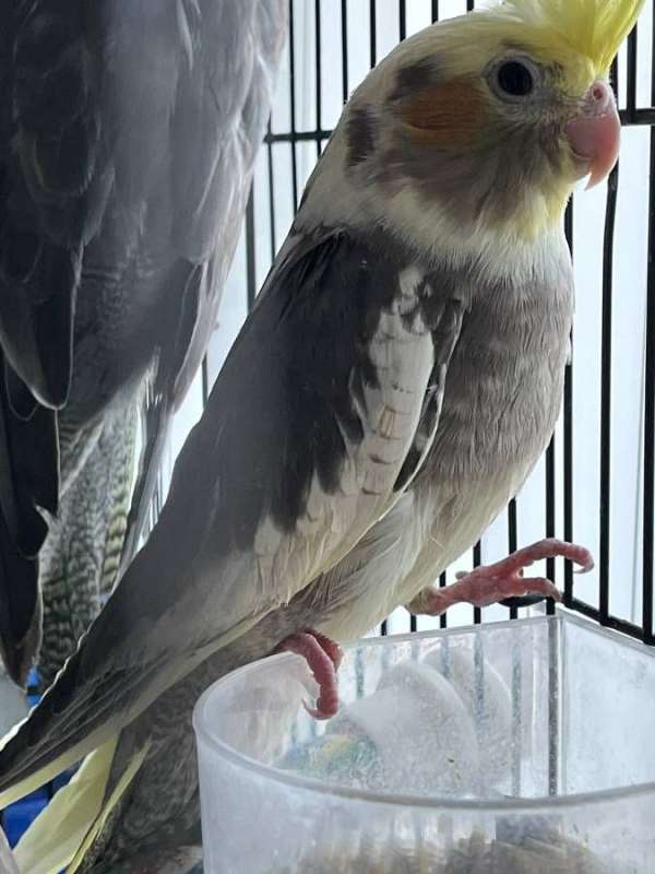 lutino-pied-cockatiel-parrot-for-sale