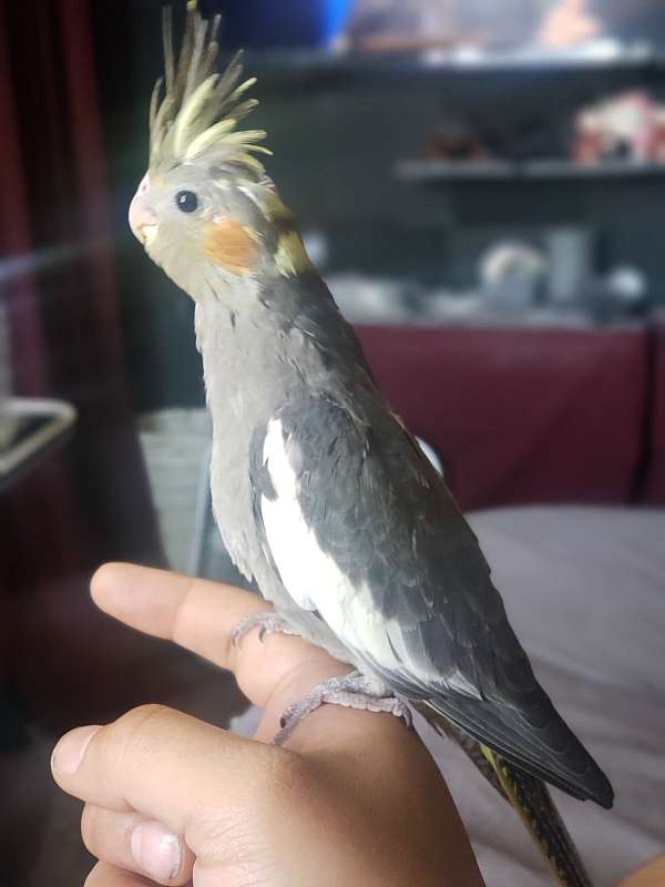 brown-cockatiel-parrot-for-sale