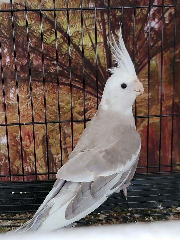 cinnamon-white-cute-rare-bird-for-sale