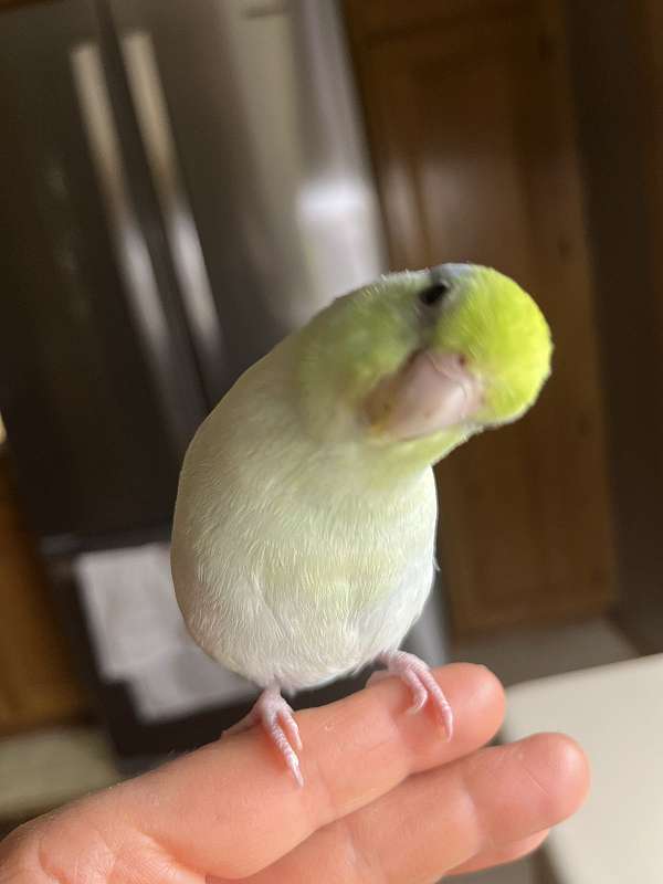 parrotlet-for-sale-in-rochester-mn