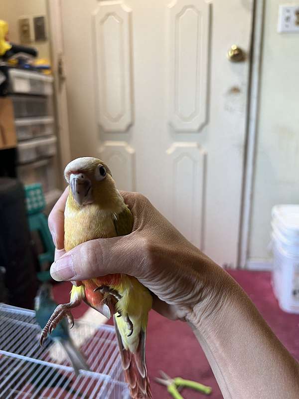 Yellow sided dilute conure