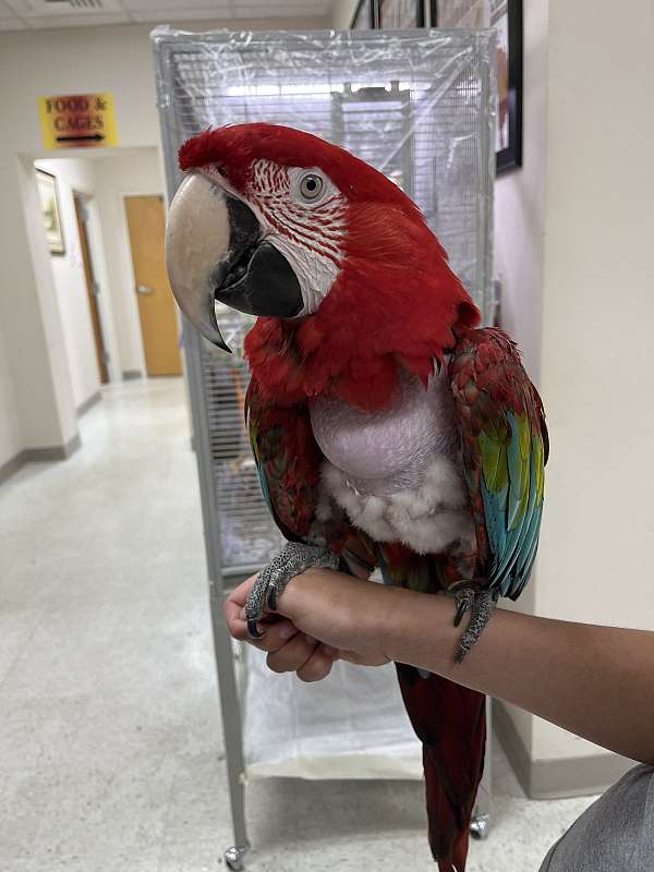 green-wing-macaw-for-sale-in-norcross-ga