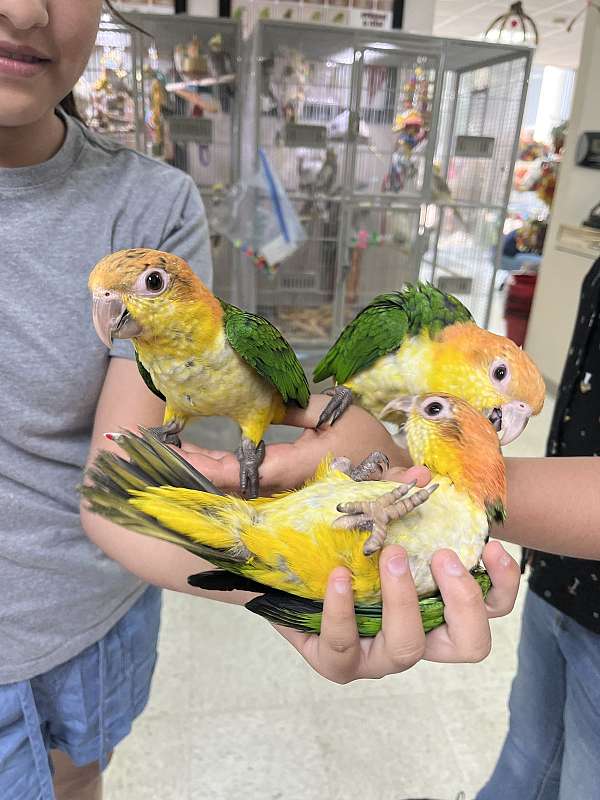 white-bellied-caique-for-sale-in-norcross-ga