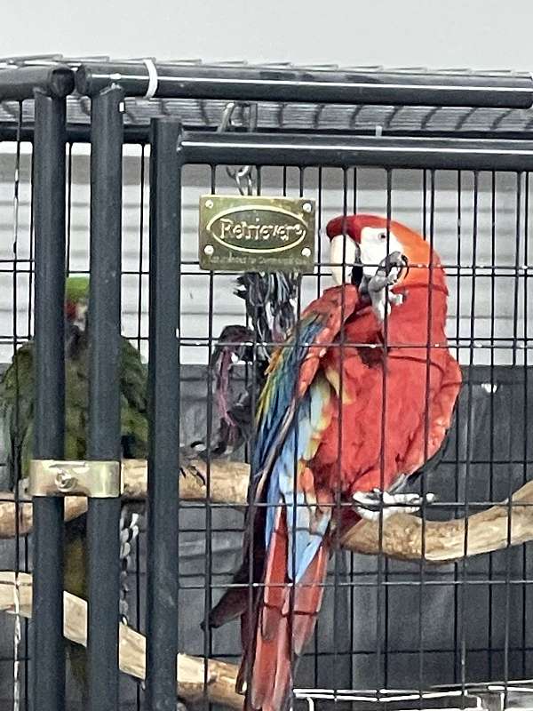 macaw-for-sale-in-sedro-woolley-wa