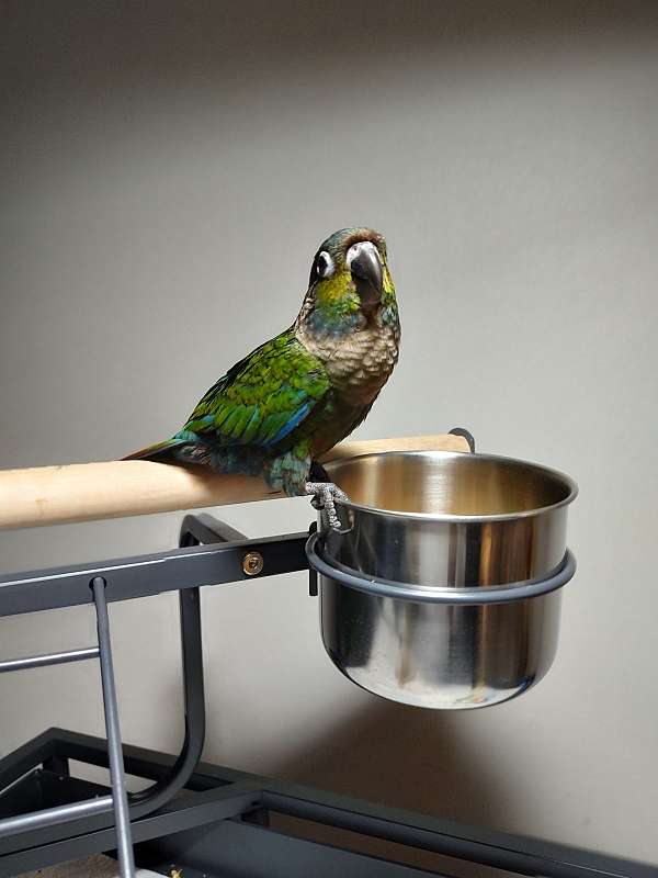 crimson-bellied-conure-for-sale-in-pittsburgh-pa