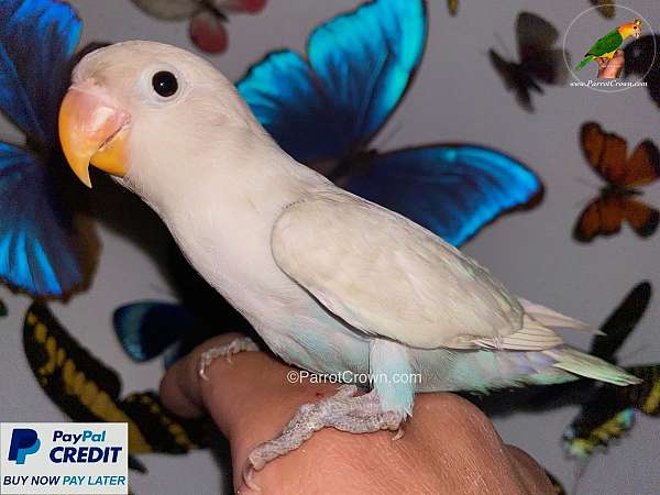 pastel-white-bird-for-sale-in-los-angeles-ca