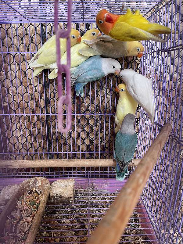 lovebird-for-sale-in-lemon-grove-ca