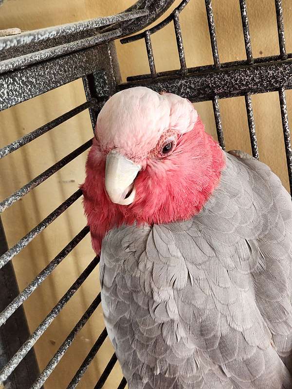 rose-breasted-cockatoo-for-sale-in-long-beach-ca