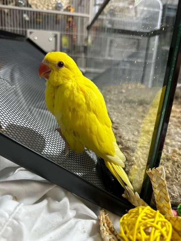 ringneck-parakeet-for-sale-in-alabama