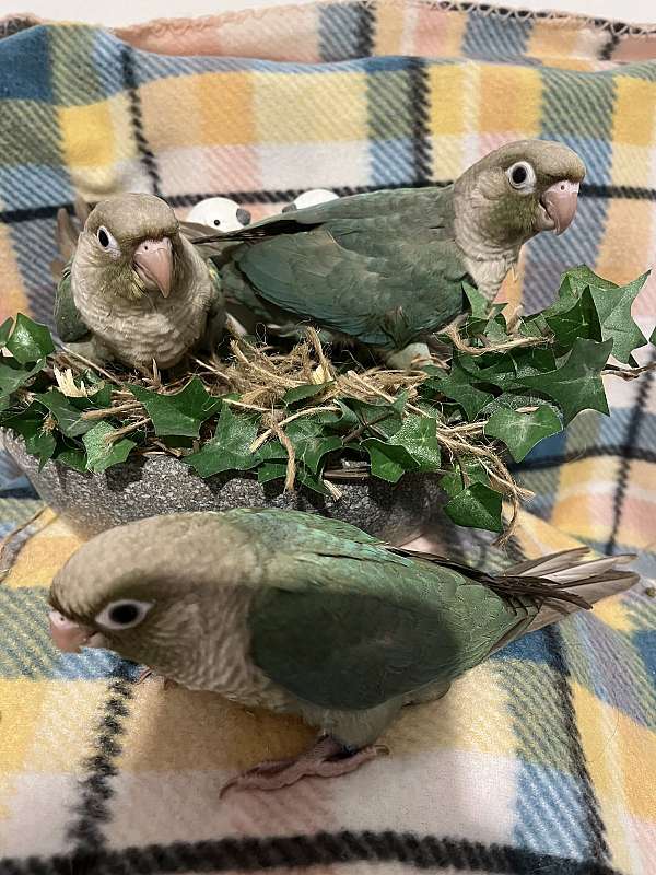 cinnamon-green-bird-for-sale-in-savannah-mo