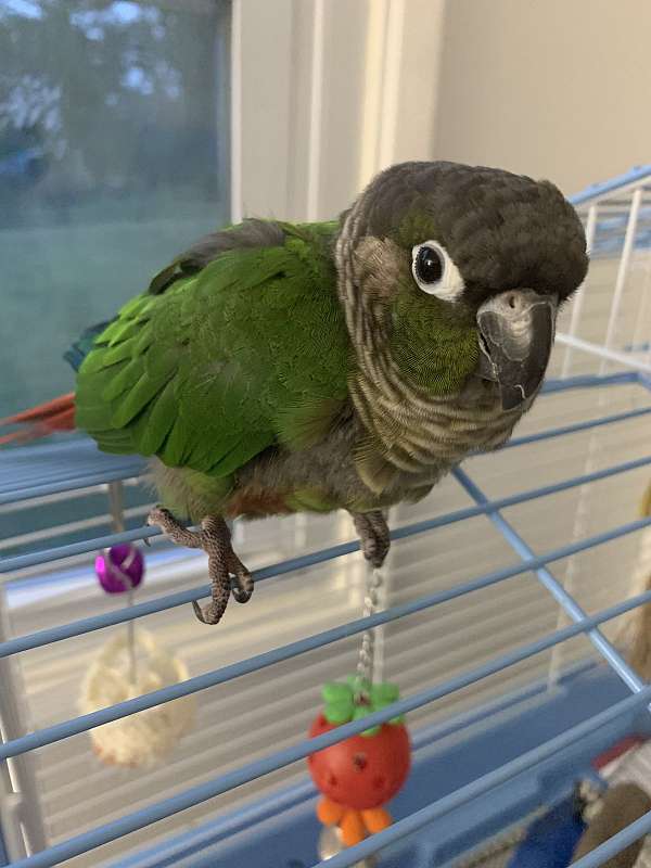 conure-for-sale-in-florissant-mo