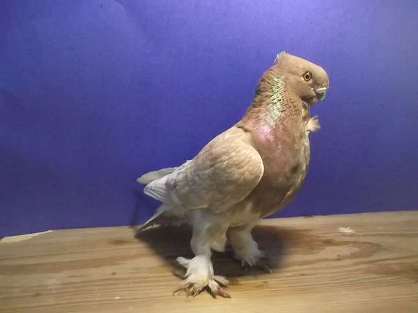 pigeon-for-sale