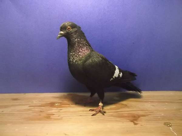 pigeon-for-sale