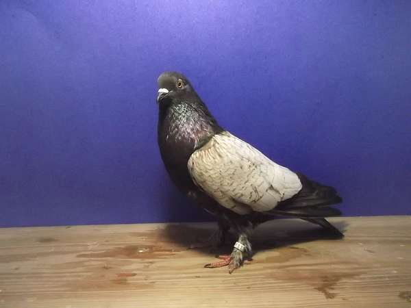 pigeon-for-sale