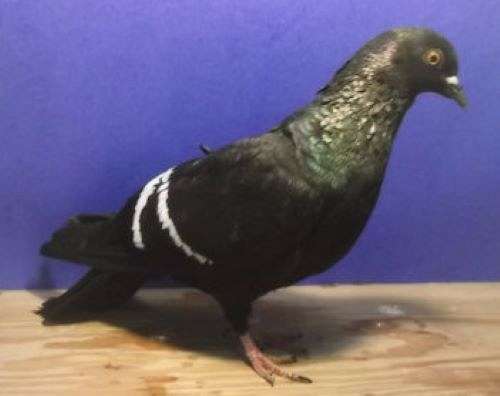 pigeon-for-sale