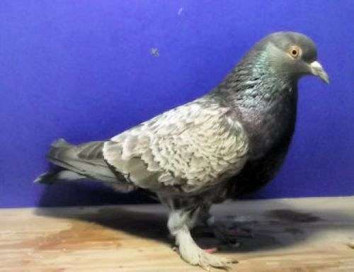 pigeon-for-sale