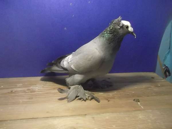 pigeon-for-sale