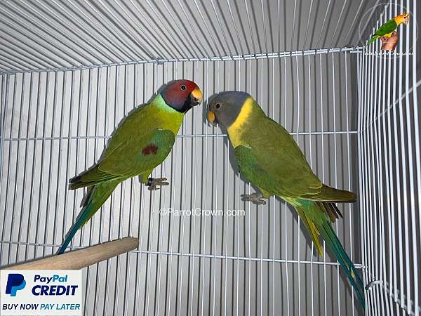 plum-head-parakeet-for-sale-in-los-angeles-ca