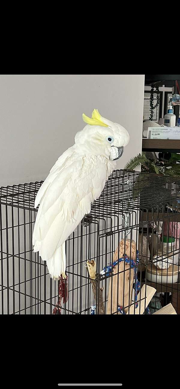 adult-cockatoo-for-sale