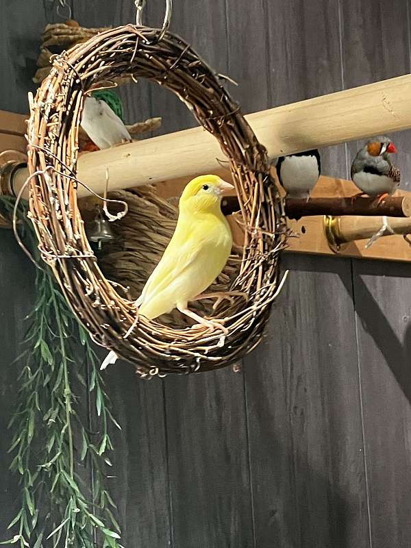 american-singer-canary-for-sale