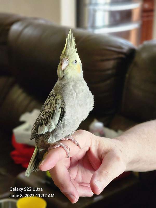 pearl-bird-for-sale-in-fort-worth-tx