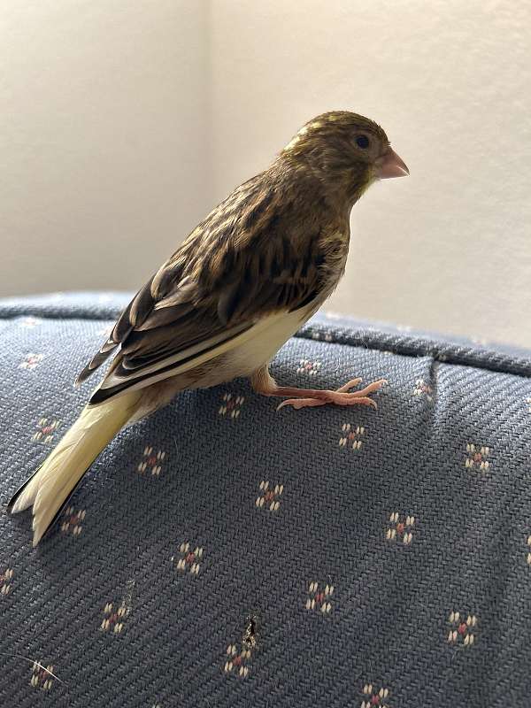 young-canary-spanish-timbrado-canary-for-sale