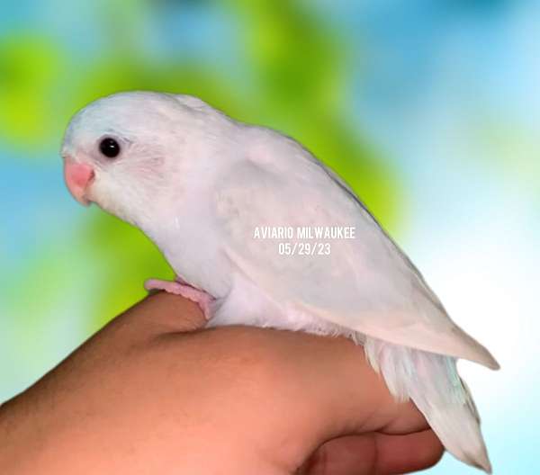 parrotlet-for-sale-in-milwaukee-wi