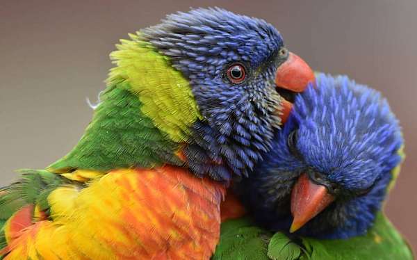 rainbow-lory-for-sale-in-richmond-tx