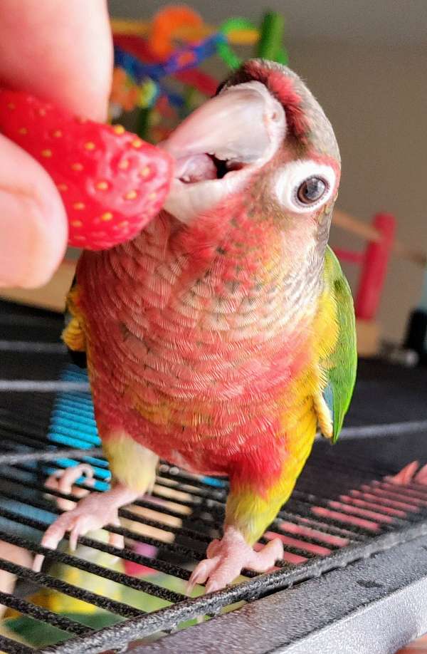 conure-for-sale