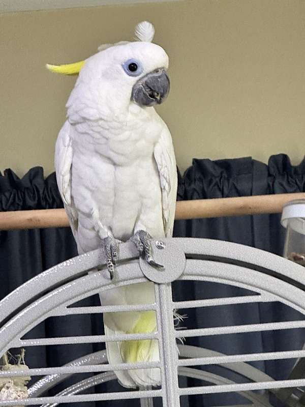 Meet Franky ? 5 Month Old Male Cockatoo