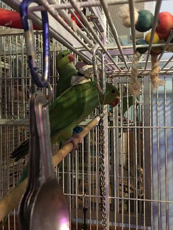 parrot-for-sale-in-moncks-corner-sc